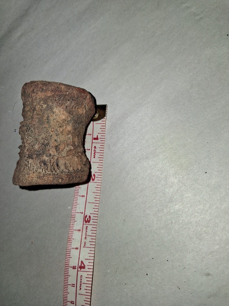 Dinosaur Fossil Vertebrae