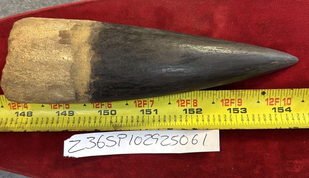 Authentic 6 3/8” Spinosaurus Tooth Fossil