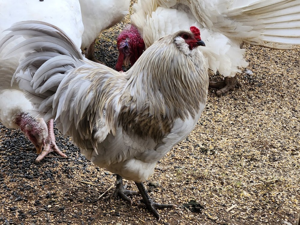 6 Lavender, B/B/S Ameraucana & Orpington (Easter Egger) Chicken Hatching eggs.
