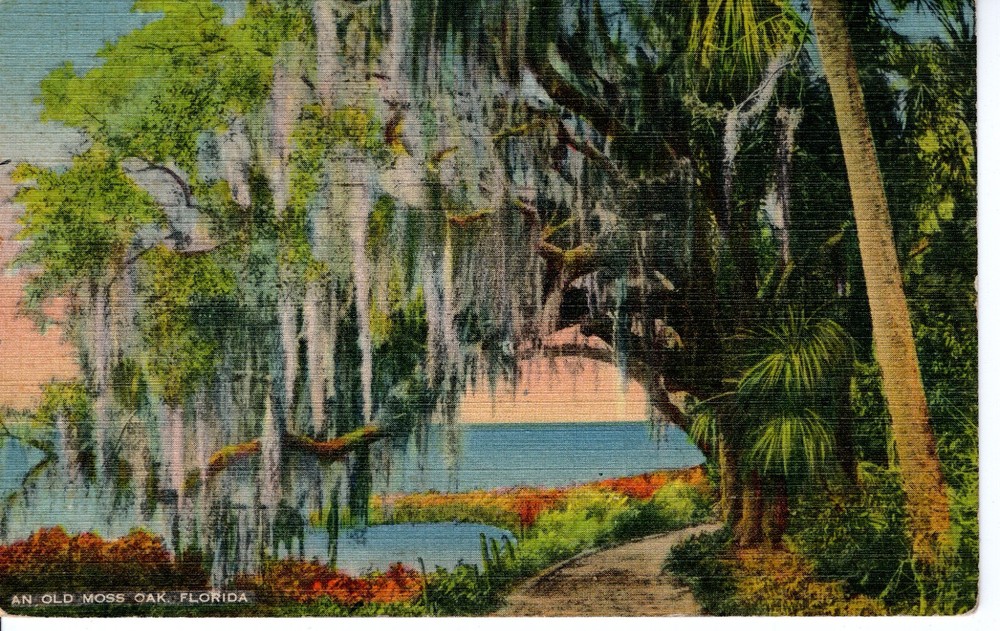 AN OLD MOSS OAK, FLORIDA -  PC2311