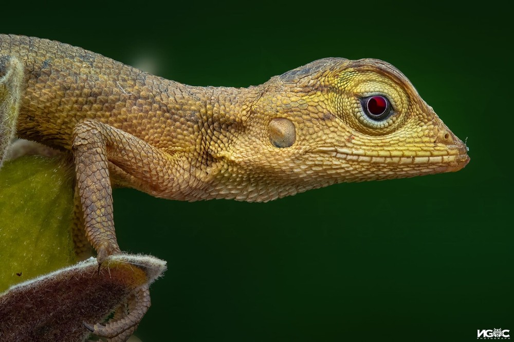 Ngoc Macro Diffuser - The Best Flash Diffusers for Macro Photography