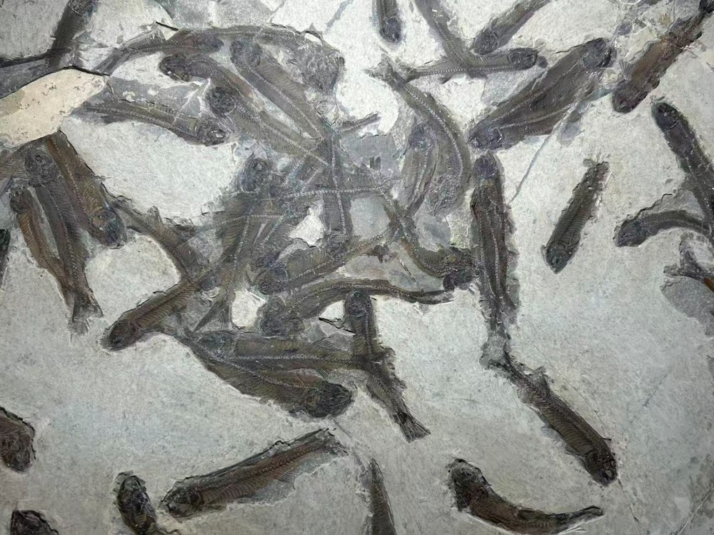 Lycoptera Fish Fossil Plate 50 × 35 cm – Multiple Specimens – Prehistoric Fish