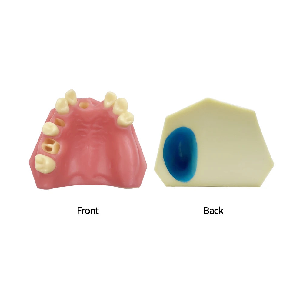 Dental Teaching Model Maxillary Mandibular Sinus Model Soft Gums Teeth Model