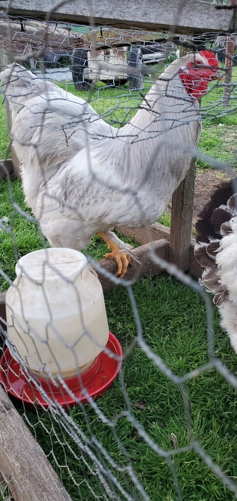 Self Blue Light Columbia Brahma Hatching Eggs 6+