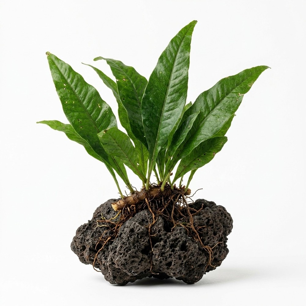 Java Fern (Rooted in Small Lava Rock)