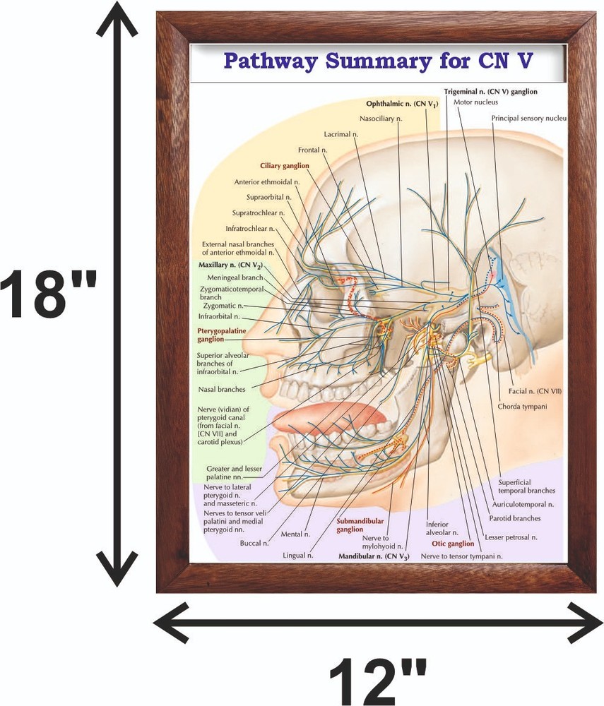 Pathway Summary for CN V Chart 12x18 inches