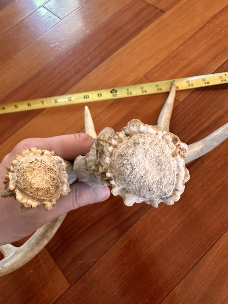 Set Deer Antlers Sheds Mule Deer Nevada