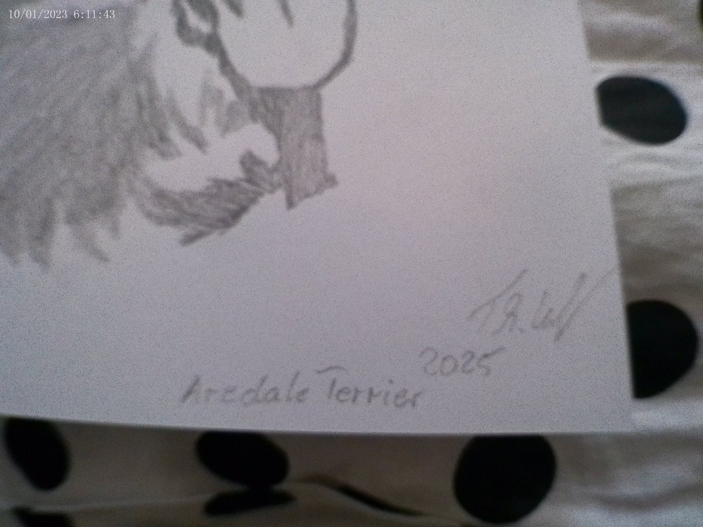 Aredalle Terrier pencil drawing, unique