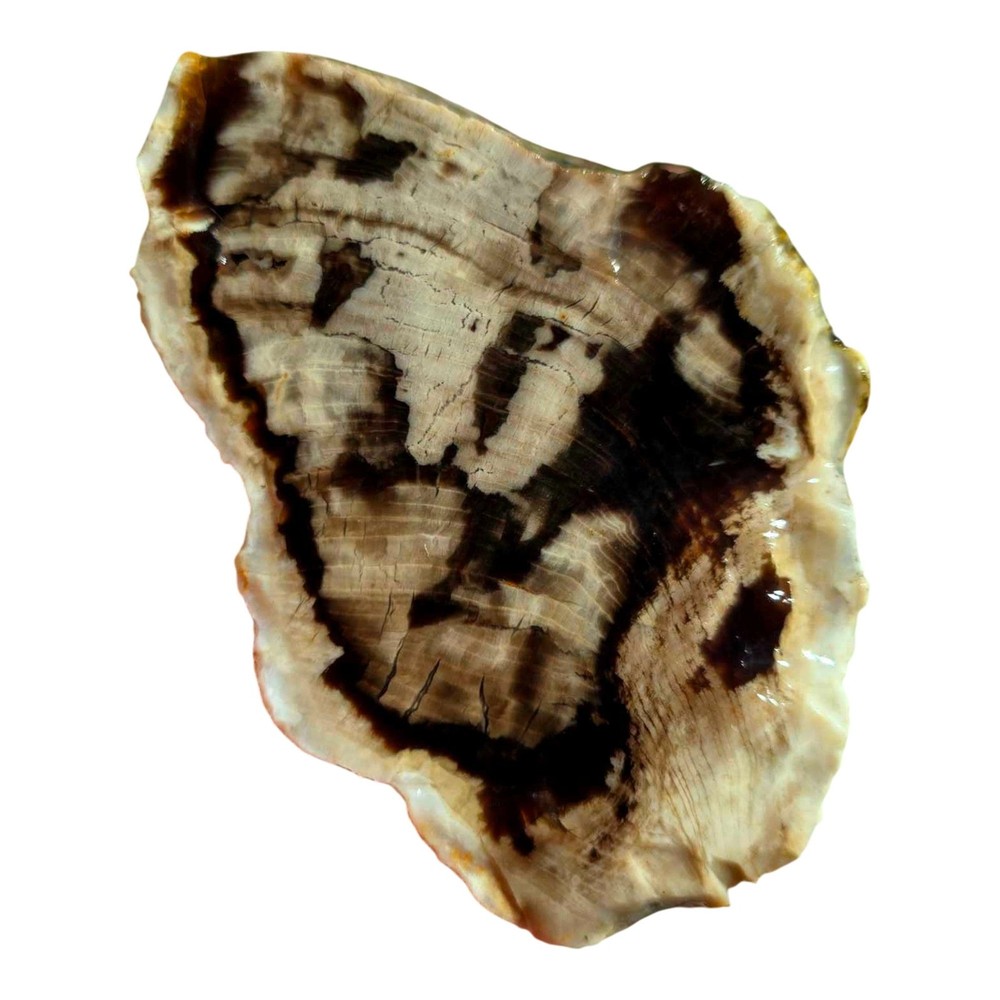 Pacific Northwest Petrified Wood Random Pull Saddle Mountain
