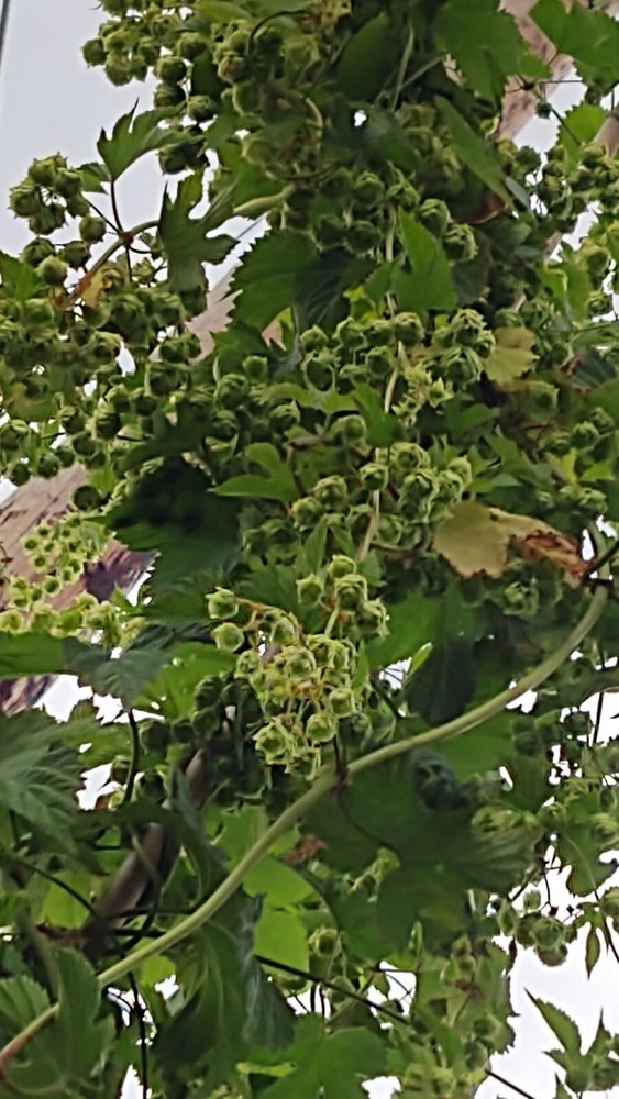 Hop rhizomes (Cascade,Chinook,Comet)