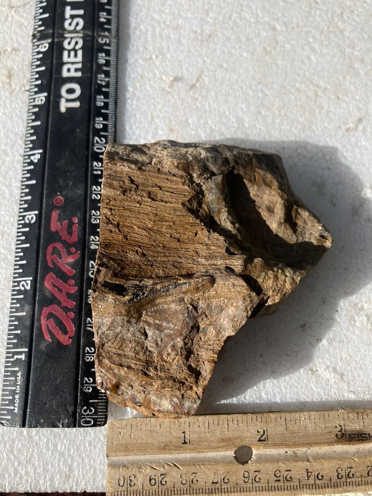 Opalized Wood , Fluorescent Under UV Light