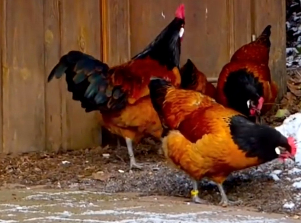 6 NPIP/AI CLEAN GERMAN VORWERK HATCHING EGGS