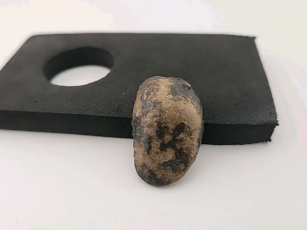 Fossil Dinosaur Tooth Unknown Species