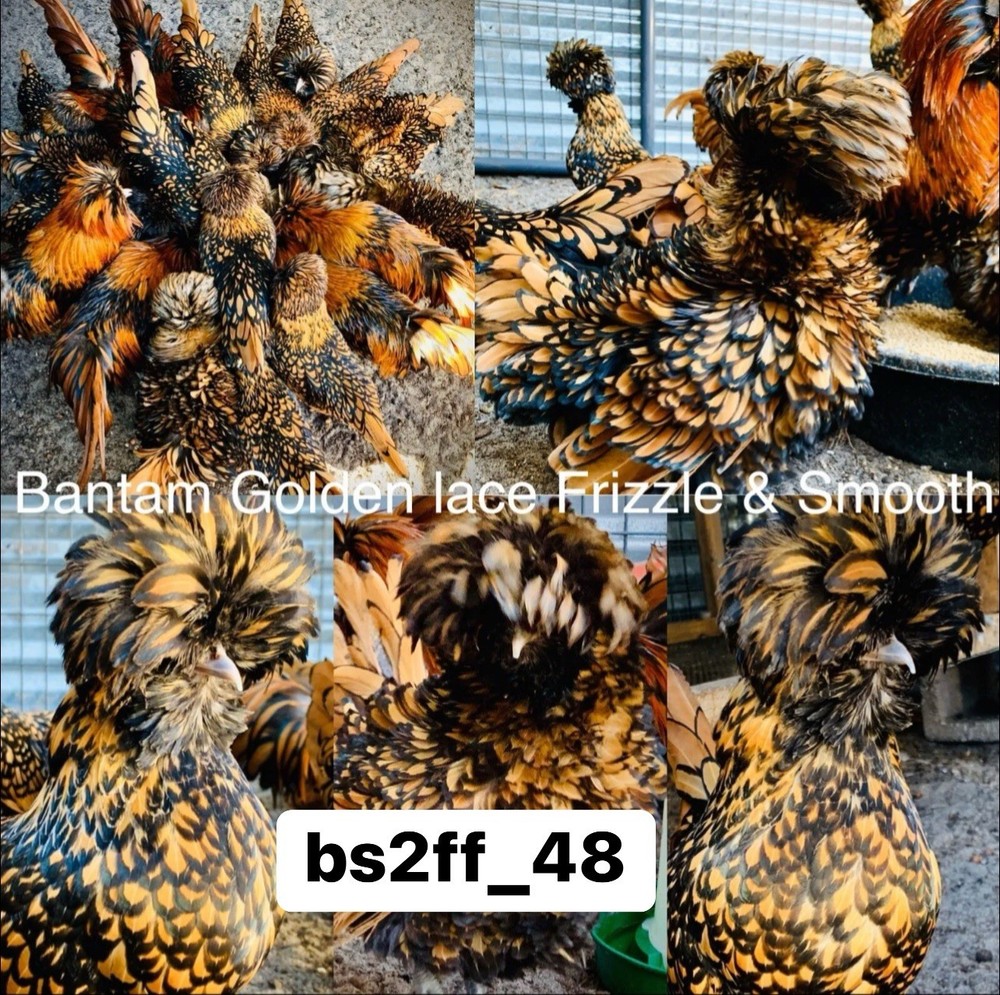24+ Polish Hatching Eggs Variety Pack