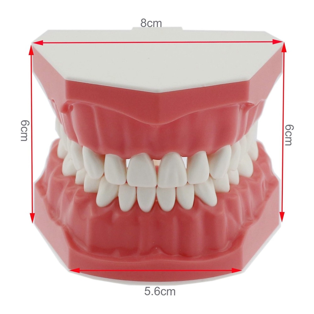 Dental Typodont Orthodontic Teeth Model with Brackets Brushing Flossing Practice