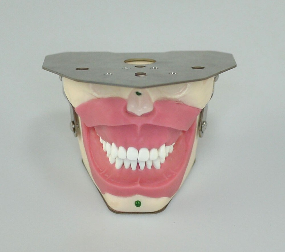 Dental Anesthesia Tooth Extraction/Removal Practice Model Dentist Training New