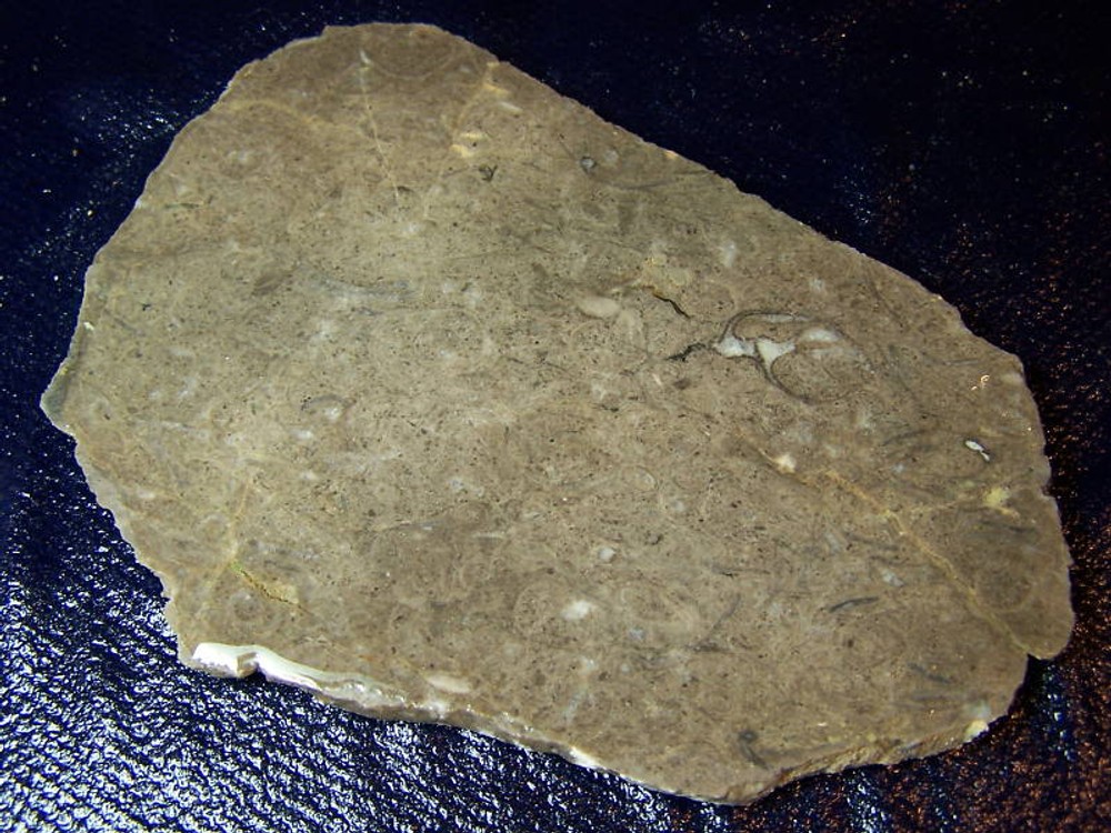 Fossil Unknown-Algae??-slab