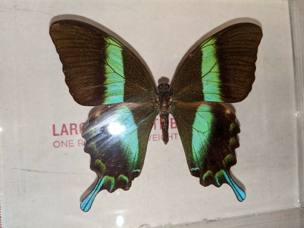Real 3D Framed Butterfly in Acrylic Frame Box
