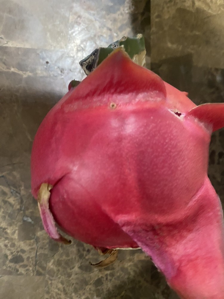 8 Inches ￼ Unknown White Dragon Fruit Cutting Self Fertile