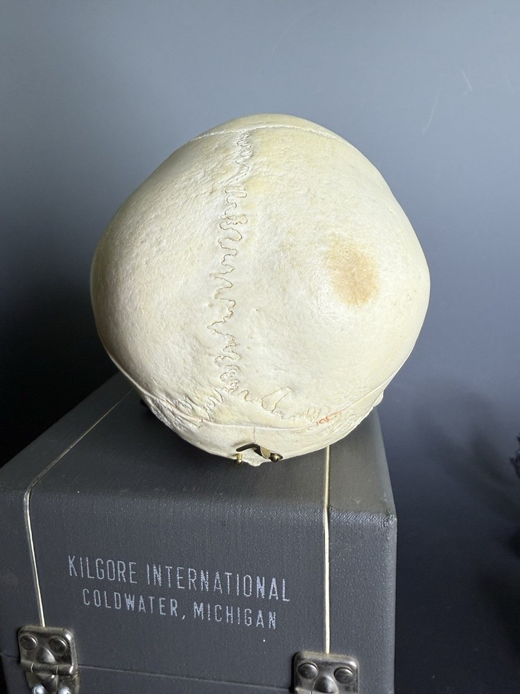 Kilgore Medical Anatomical Model