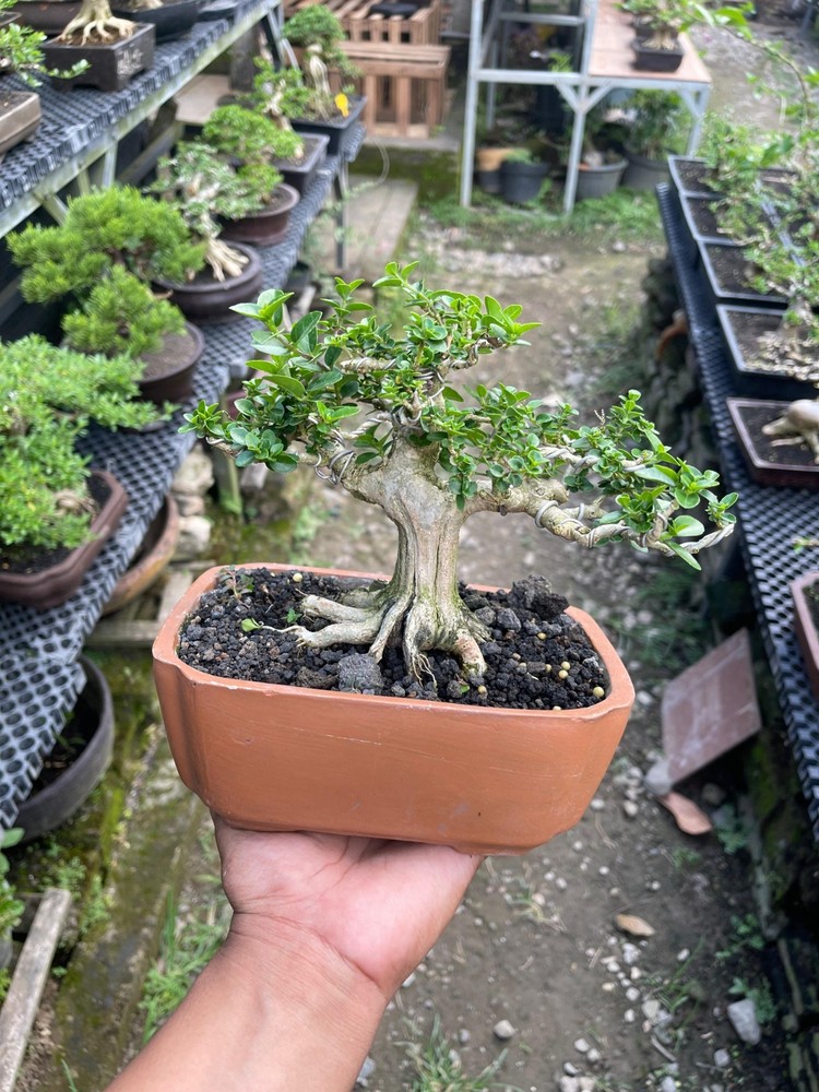 Premna Microphylla Living Bonsai Tree - Living Tree