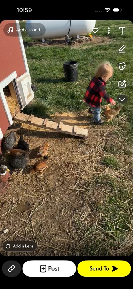 15 Rainbow Hatching Eggs from FREE RANGE CHICKENS