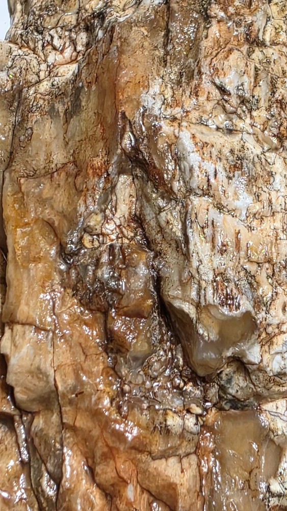 Petrified Wood Agatized