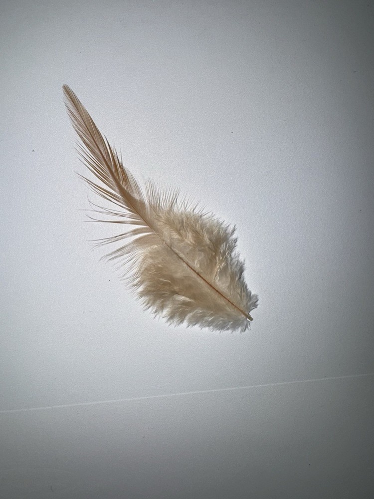 Hat feather