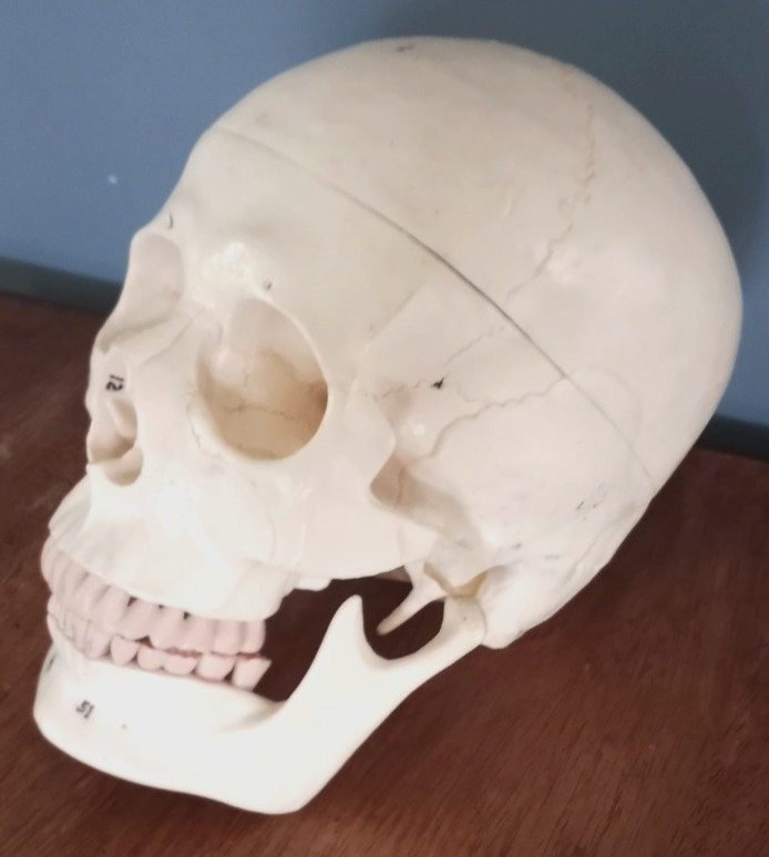 Anatomy - Human Skull lModel