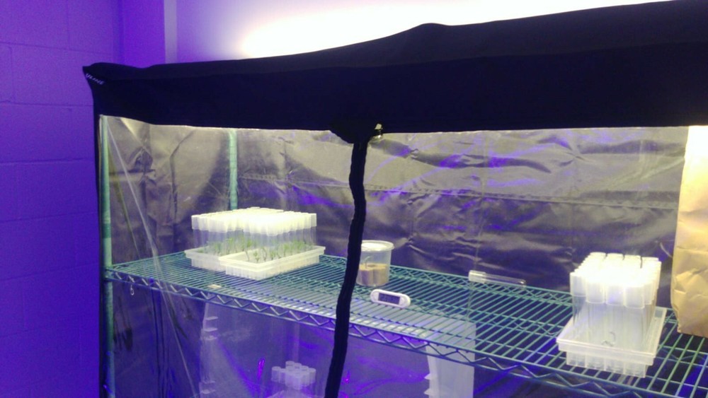 Tissue Culture Starter Kit 36 Microclone Tubes Most Plants Include Cannabis