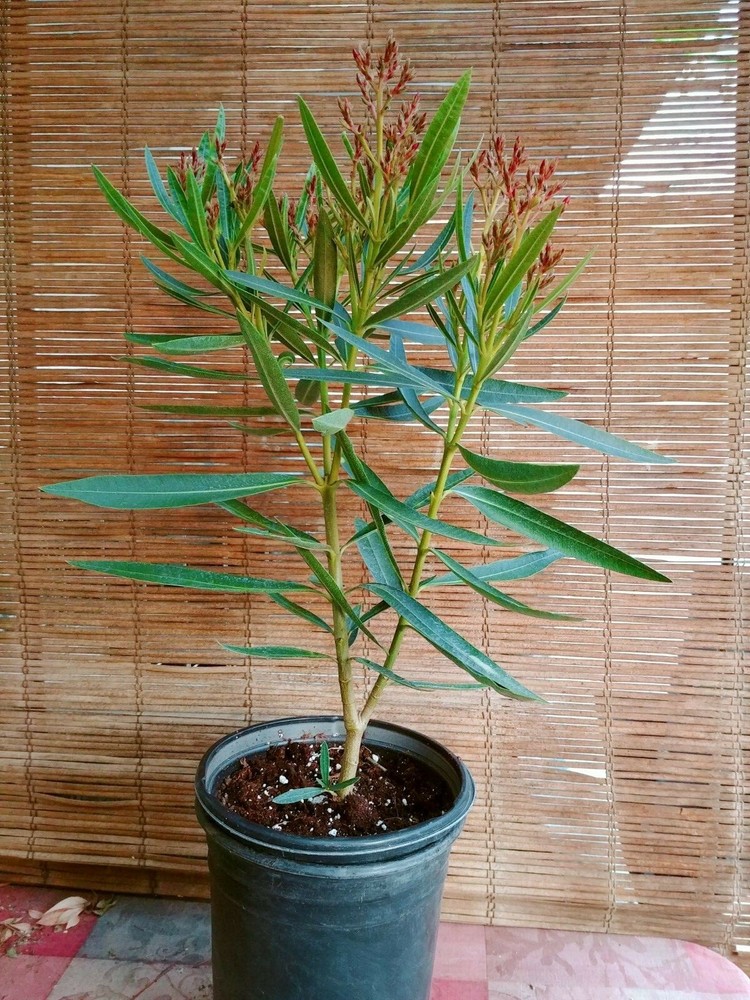 Oleander Live Plants