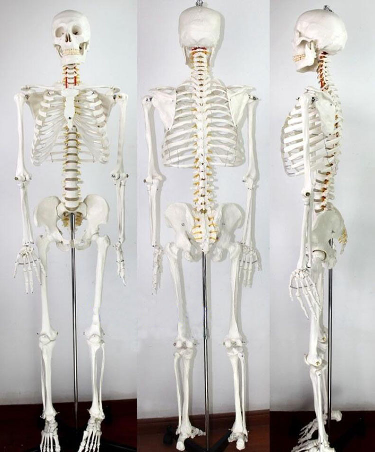 Education Model Anatomical Human Skeleton Nurse Training Display Teaching