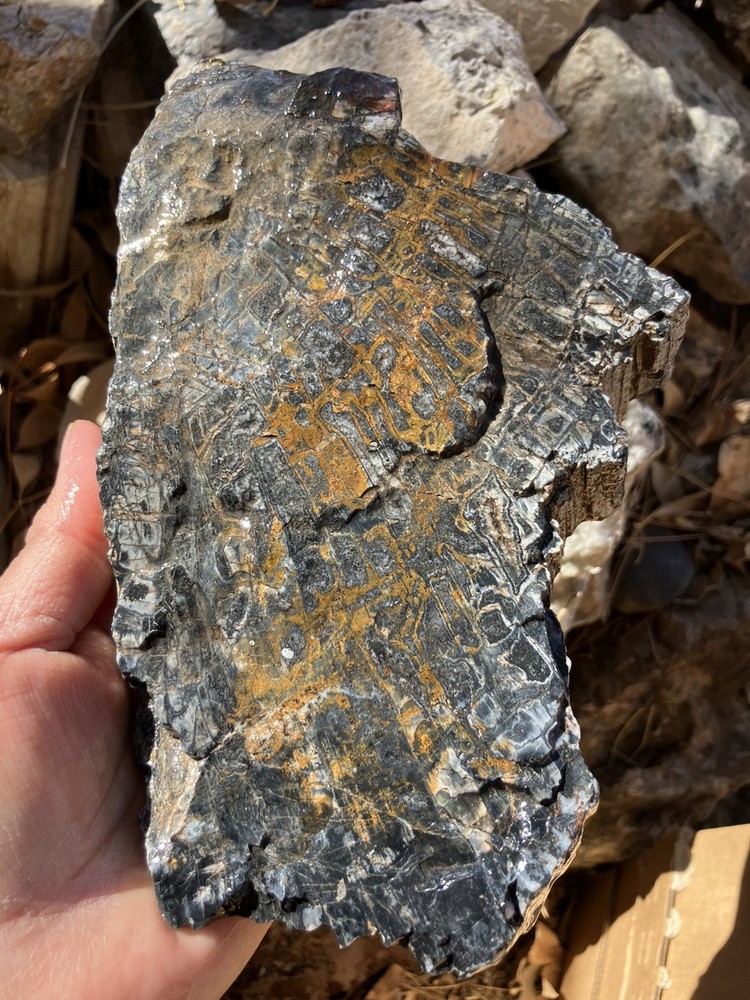 Petrified Wood Slab (End Cut)
