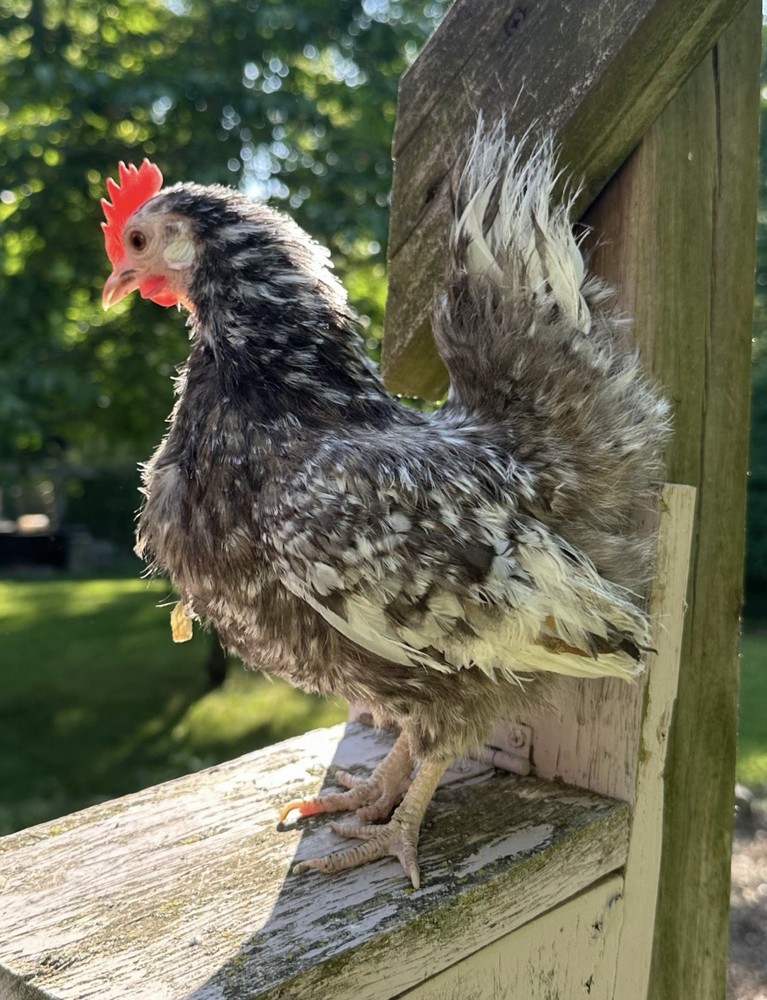 12 + Fertile Serama Chicken Hatching Eggs