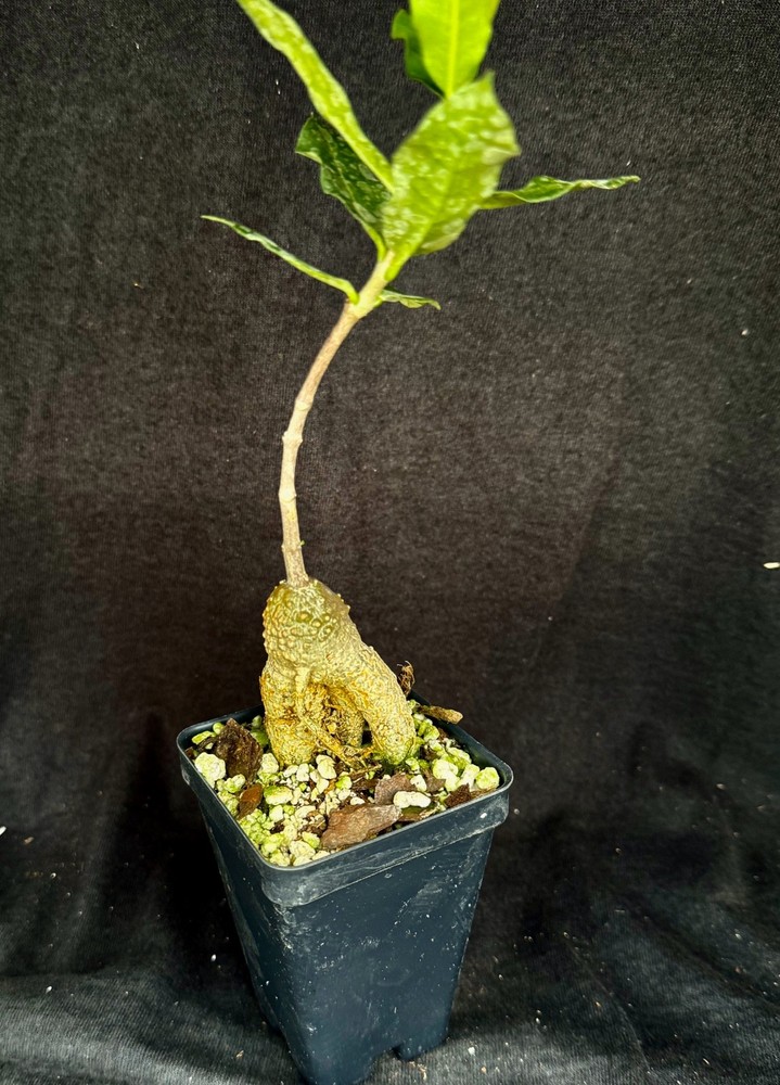 Fockea crispa, caudiciform