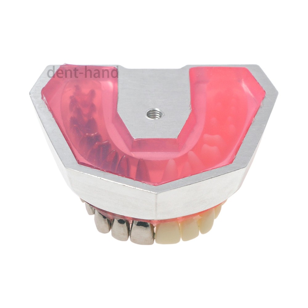 Dental Typodont Preparation Model Detachable 32Pcs Teeth for Training M8028