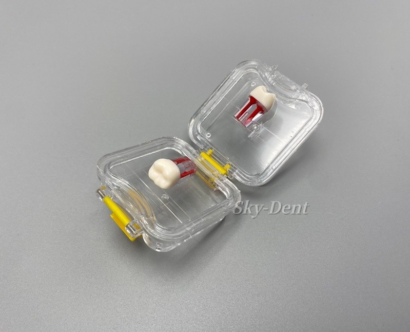 Plastic Denture Teeth Acrylic Membrane Hinged Display Case Jewelry Storage Box