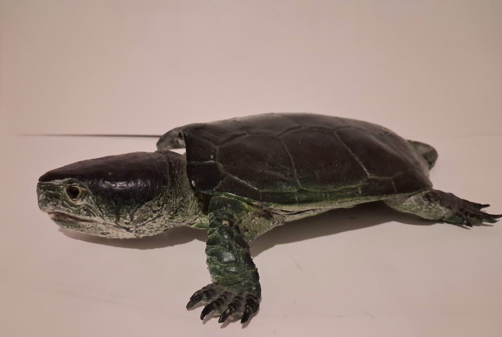 AAA Realistic PVC Big Headed/Snapping Turtle