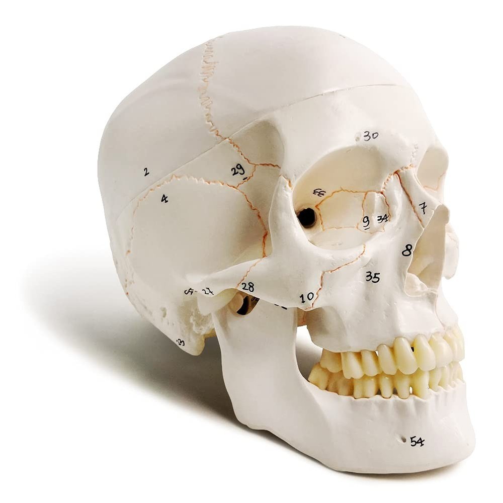 54-Labeled Medical Quality Skull Model - Essential Tool for Surgeons & Students