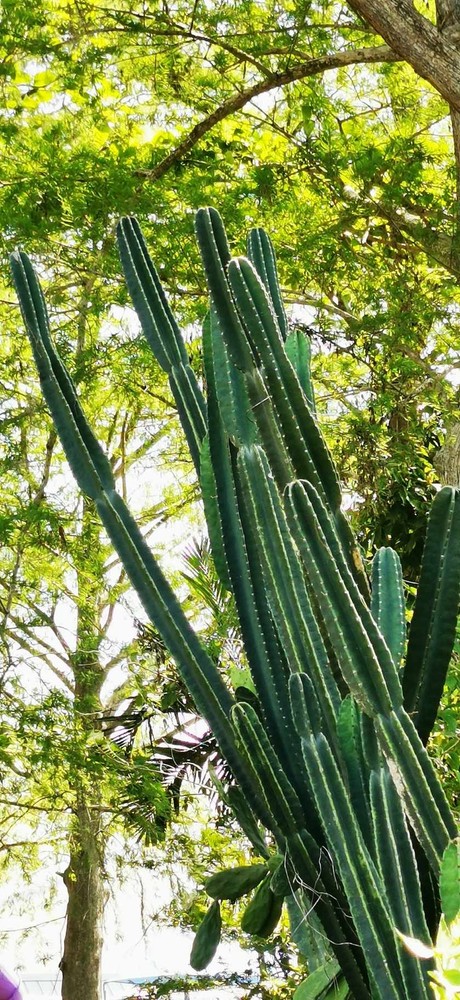 Peruvian Apple Cactus Cutting