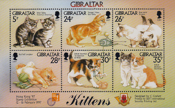 Gibraltar - Kittens (MS)