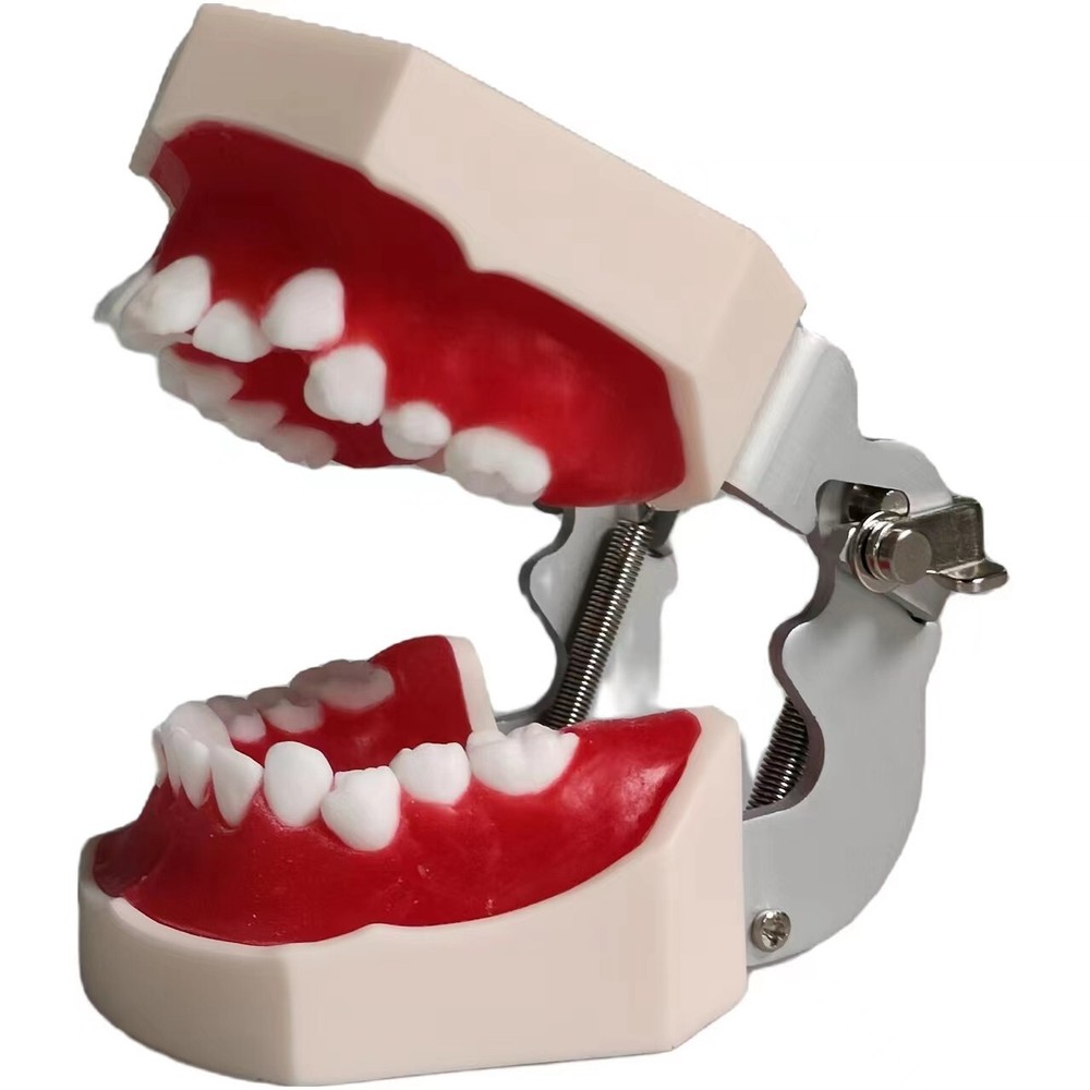 New Reusable Dental Practical Training Model/typodont/orthodontics Wax Model