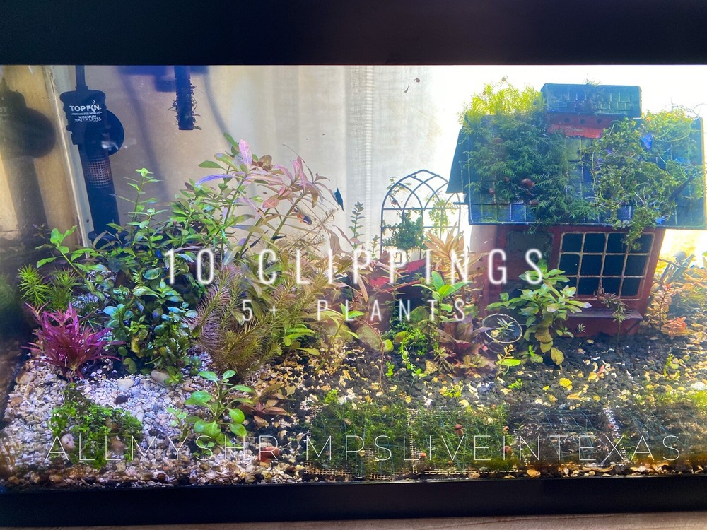 Aquarium Low Tech Starter 10 Variety Clipping Pack (5+ Plants)