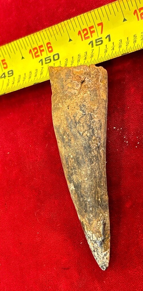 3 1/8 inch spinosaurus tooth