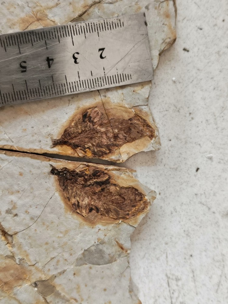 Unique and authentic ancient fossil fish fossils 012