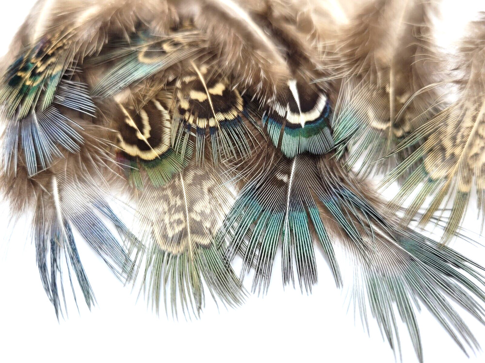 PHEASANT TAIL FEATHERS - BLUE/ IREDESCENT - TAILS - 12 pc. - Fly Tying Material