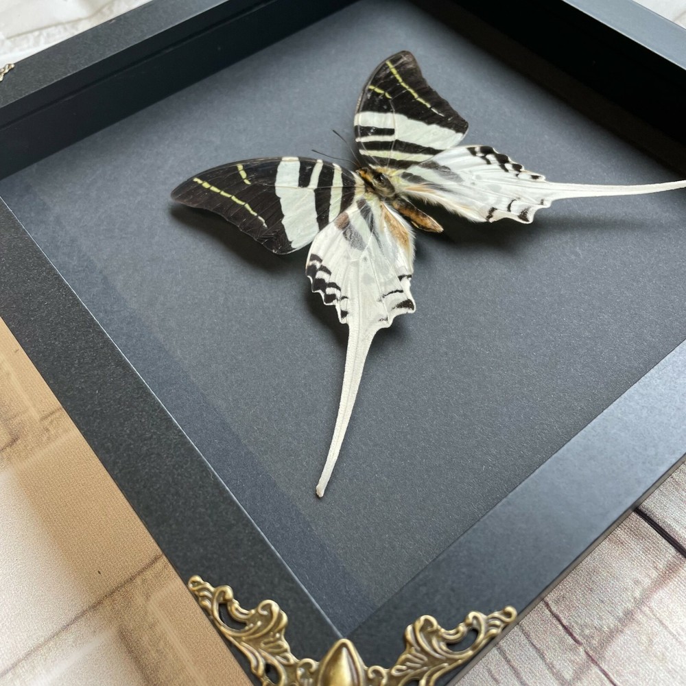 Giant Swordtail Butterfly (Graphium androcles) Swallowtail Baroque Display Frame