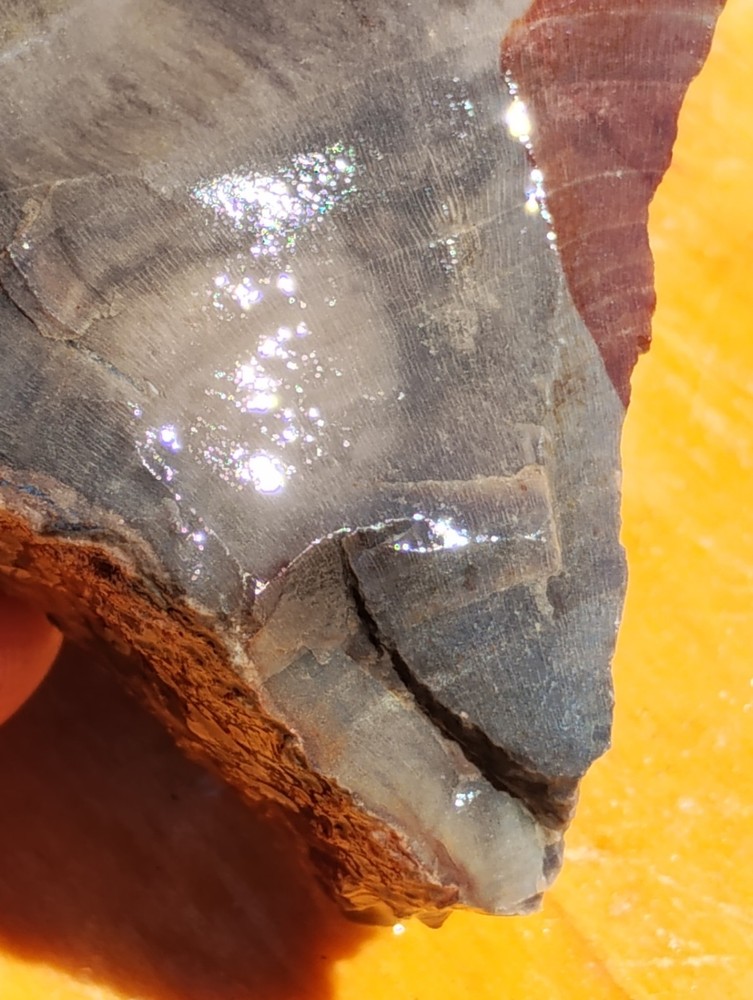 Petrified Wood Cut Once Ready For Display