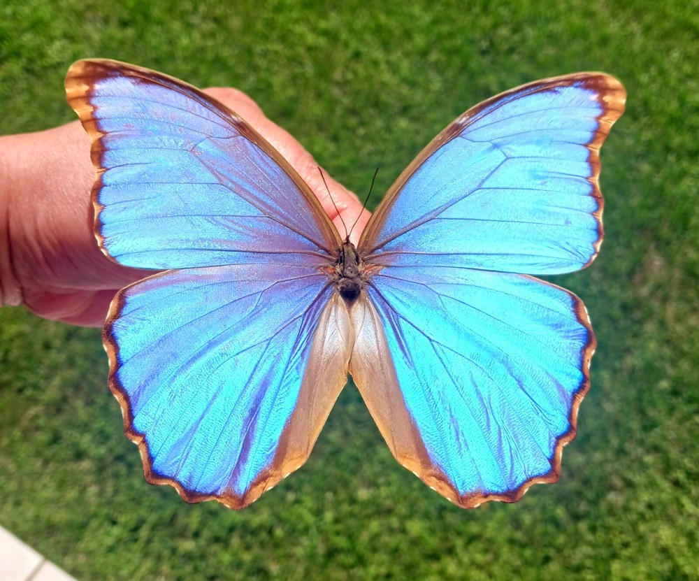 MORPHO GODARTI RARE SPECIAL FORM  MOUNTED RIKER FRAMED