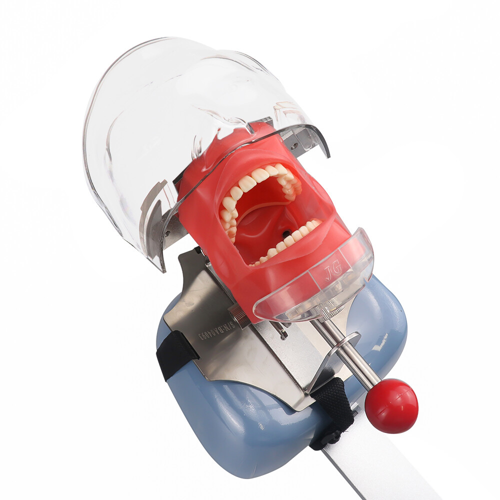 Dental Simulator Manikin Phantom Head Model with Replaceable Teeth Model USSTOCK